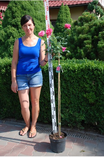 Троянда великоквіткова (рожева) ШТАМБ | Rose large-flowered (pink) SHTAMB | Роза крупноцветковая (розовая) ШТАМБ